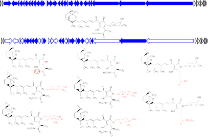 ISPA grupo de investigación Biosíntesis de compuestos bioactivos línea de investigación 3